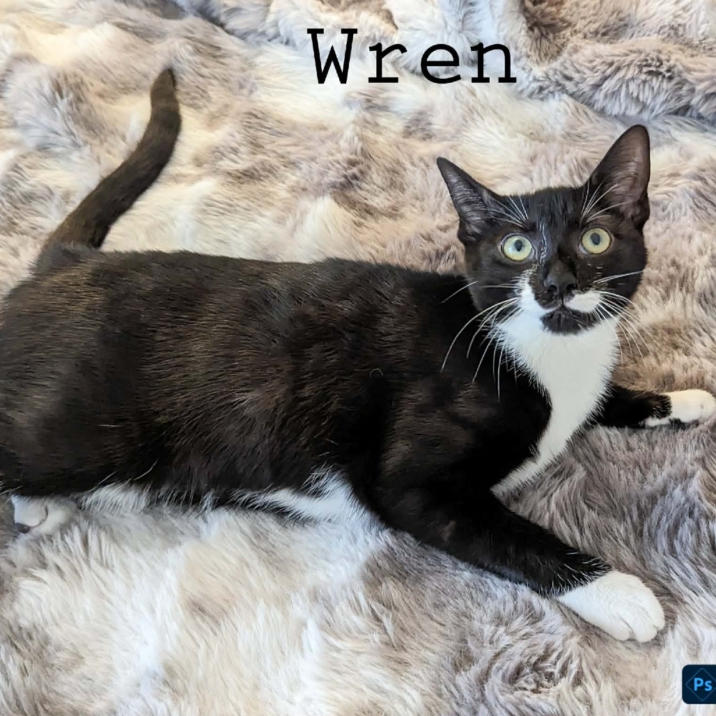 Wren, photo 3