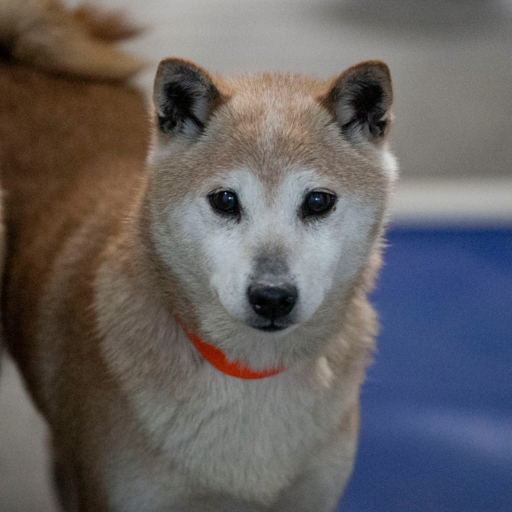 Smiley (MR26-336), photo 12