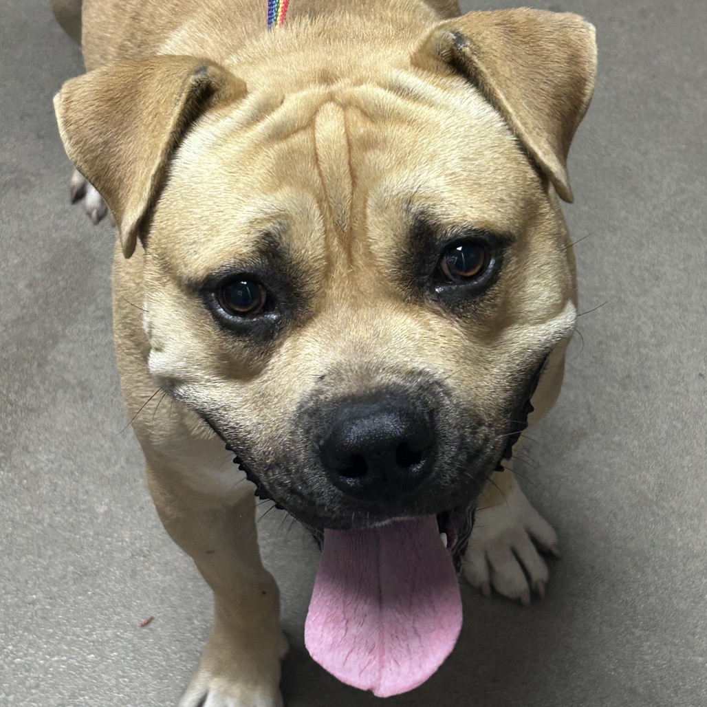 Kennel#16 Bernard's preview photo