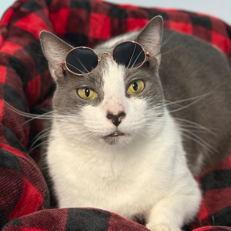 Image of Dollop looking at the camera