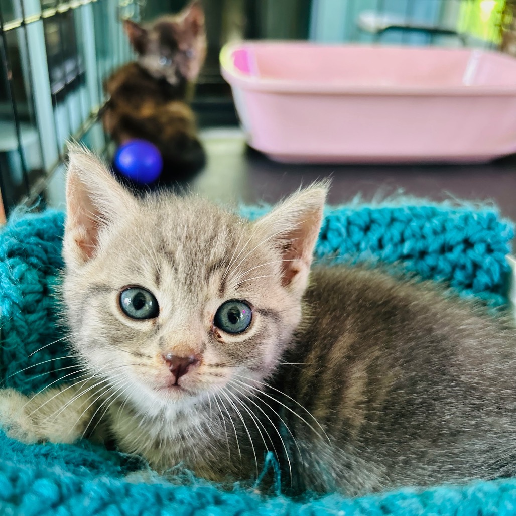 Newbie V1 - help us name this newbie! Image