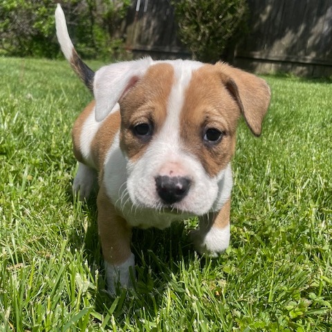 MEADOW - Shepherd / Mix for adoption in Dayton