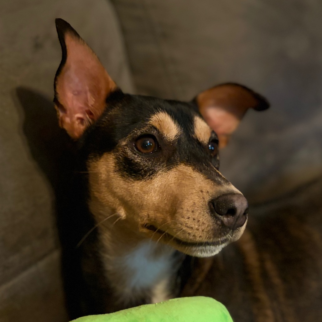 Magdalena-In Foster- $99 - See my Video! — thumbnail 8