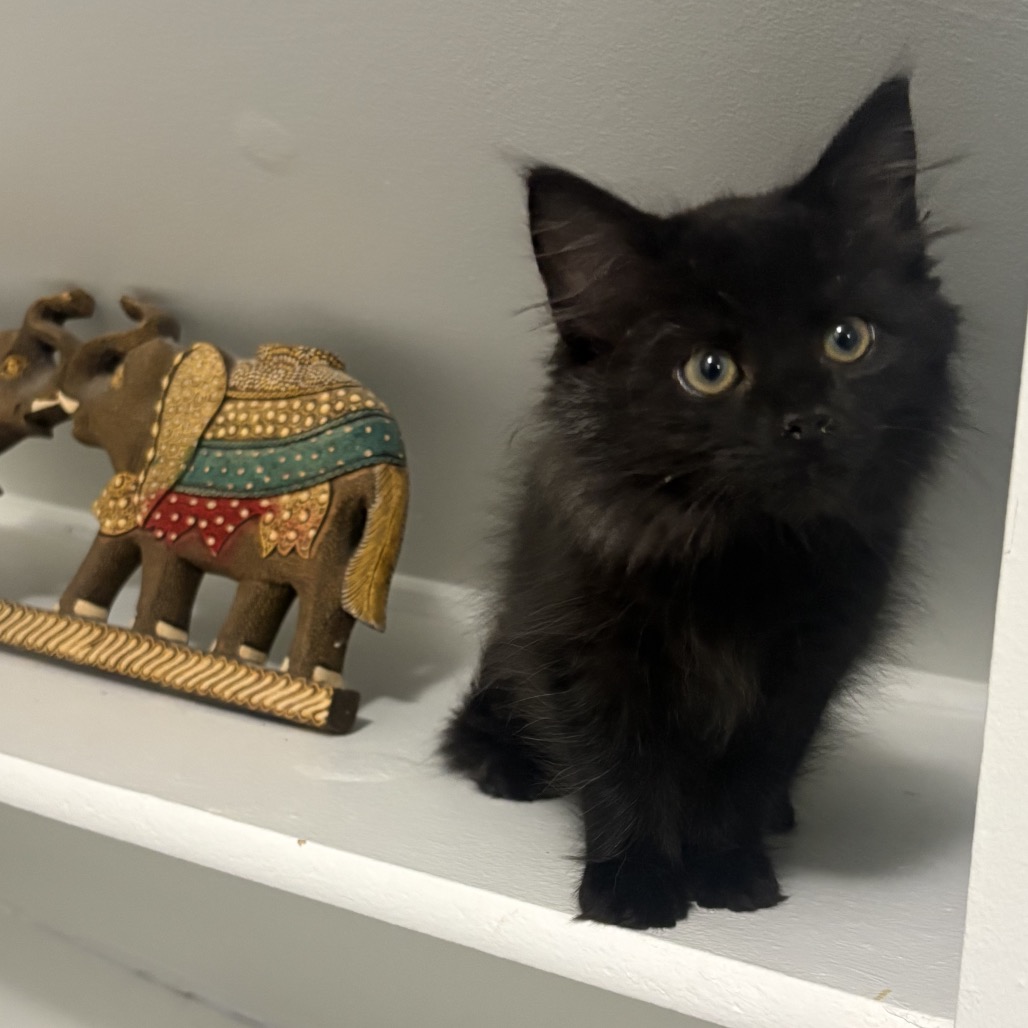 FLORA - Domestic Longhair available for adoption