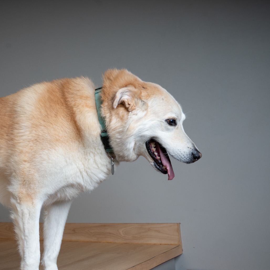Honey D70062, photo 5