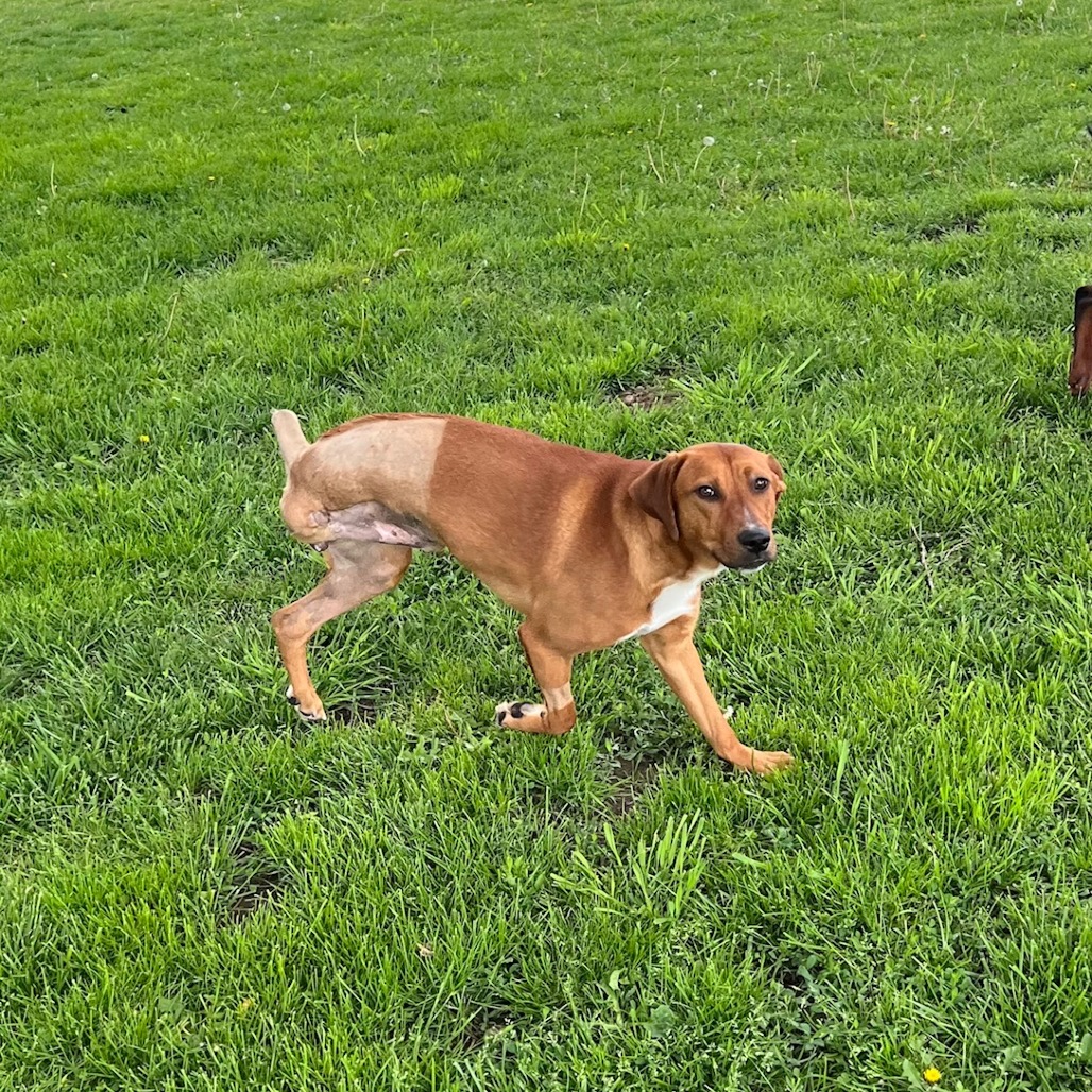 WINSTON - Hound / Mixed Breed (Medium) available for adoption