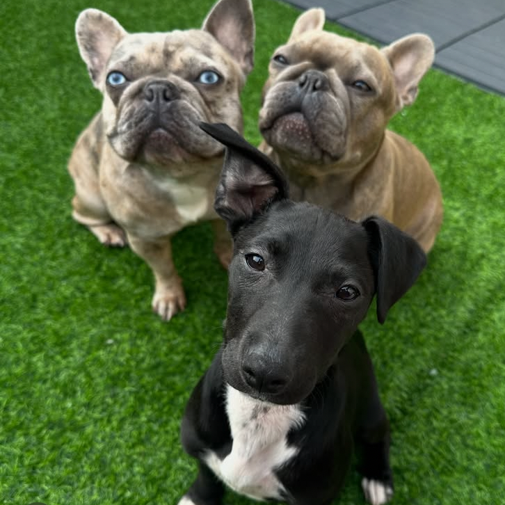 Onyx — thumbnail 5