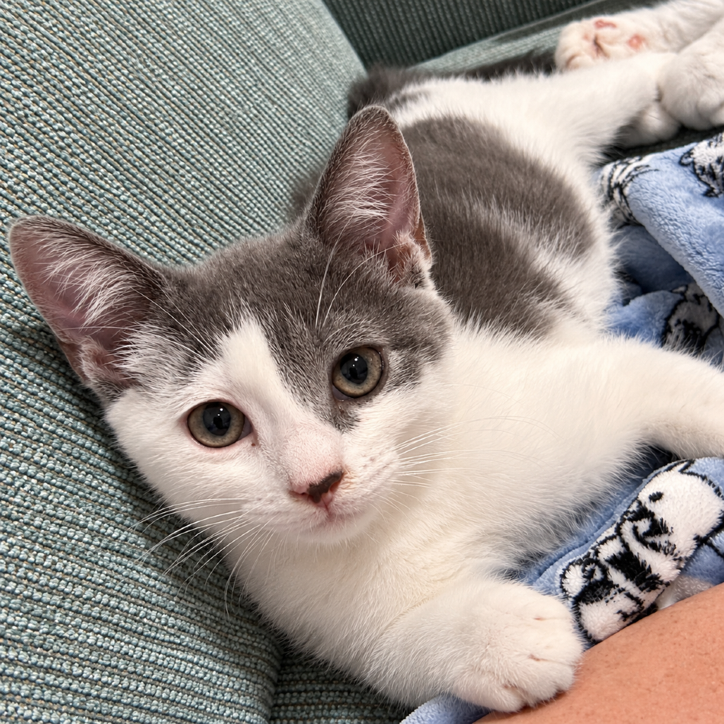 BEAR - Domestic Shorthair available for adoption