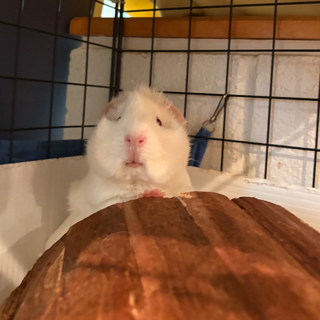 Coco, photo 10