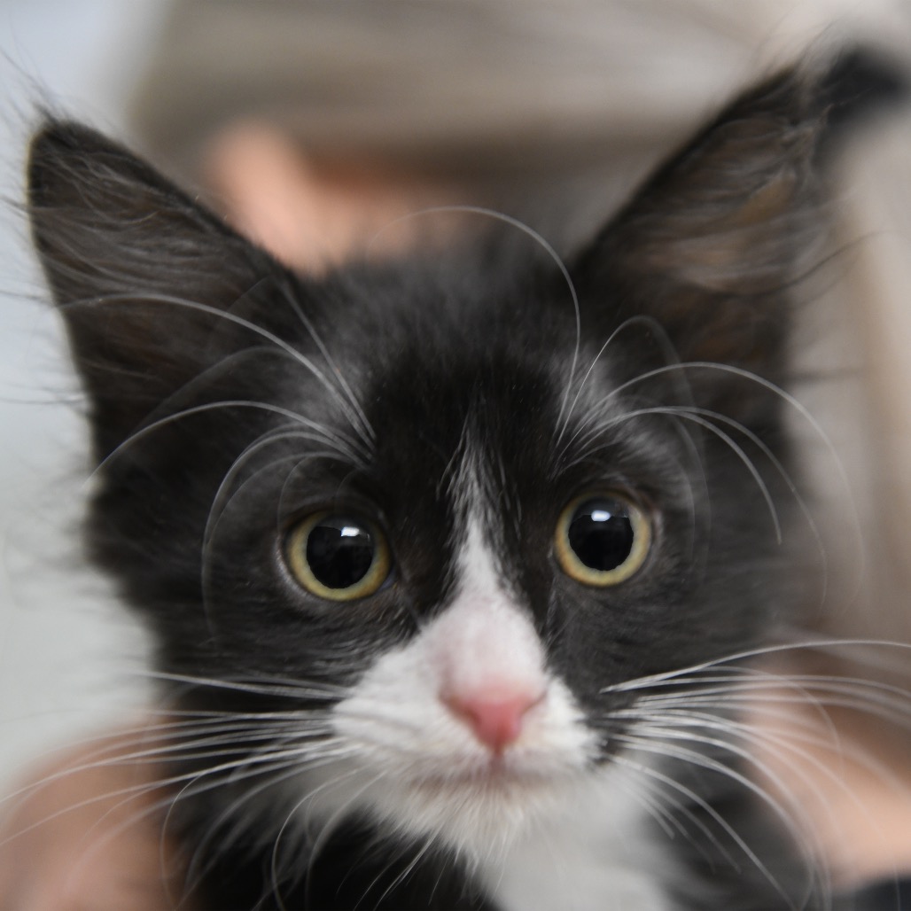 Frankenstein - Domestic Shorthair