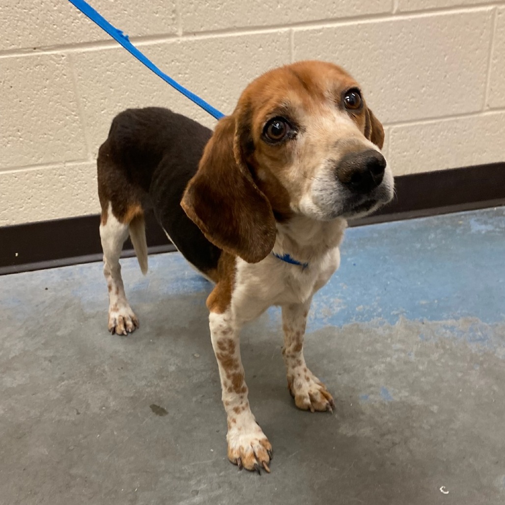 Remmy is available for adoption at Memphis Animal Services
