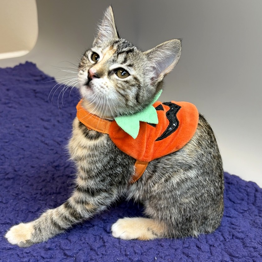 ZEPPELIN - Domestic Shorthair available for adoption