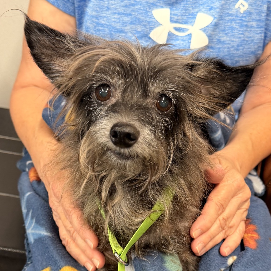 Master Splinter (Monkey Man), adoptable senior Terrier, Yorkshire, Yorkie / Terrier, Wirehaired