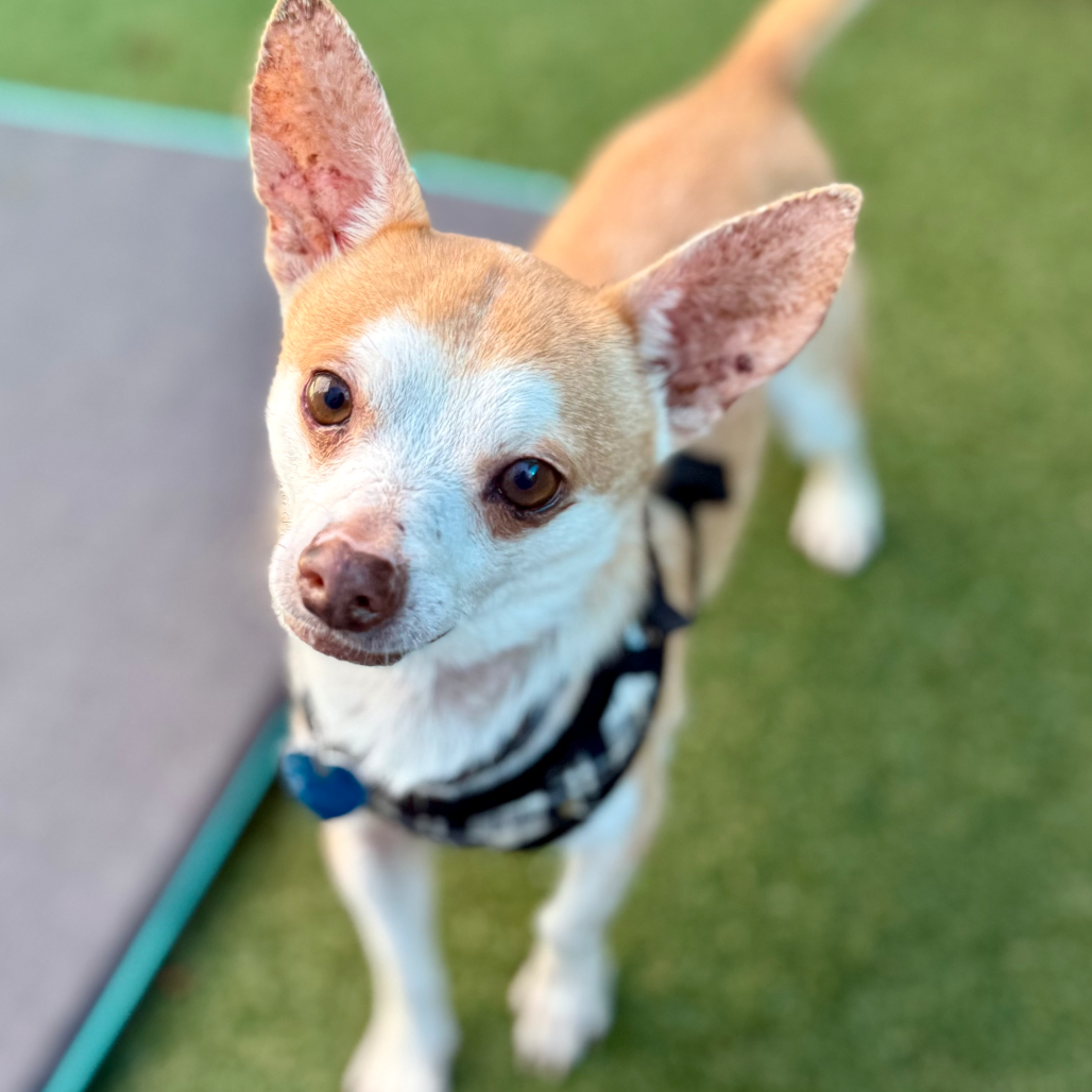 Photo of Fieto playing