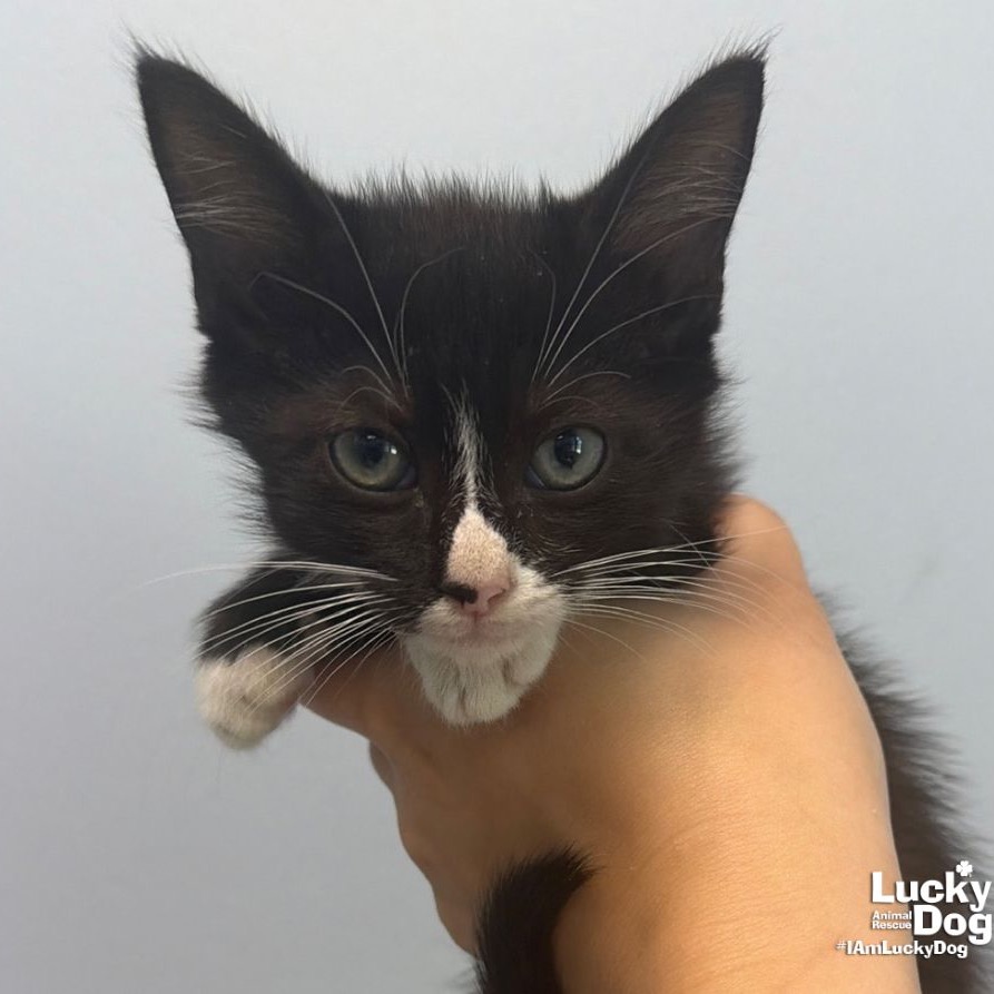 DAWSON - Domestic Medium Hair available for adoption