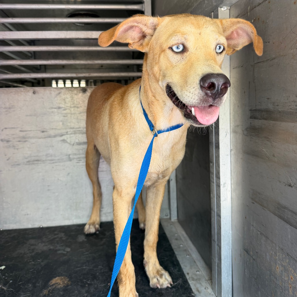 STEVEN - Shepherd / Mix available for adoption
