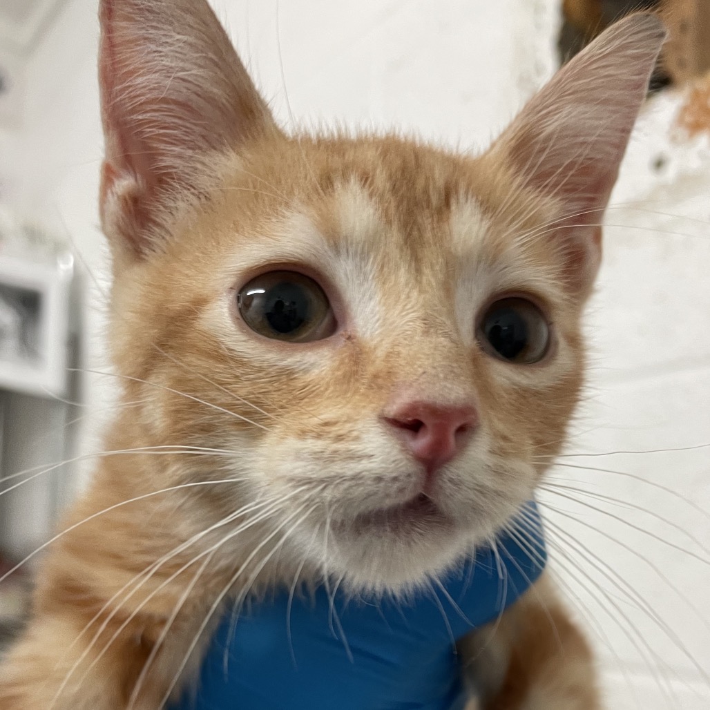 Tangerine, available for adoption at PVAS