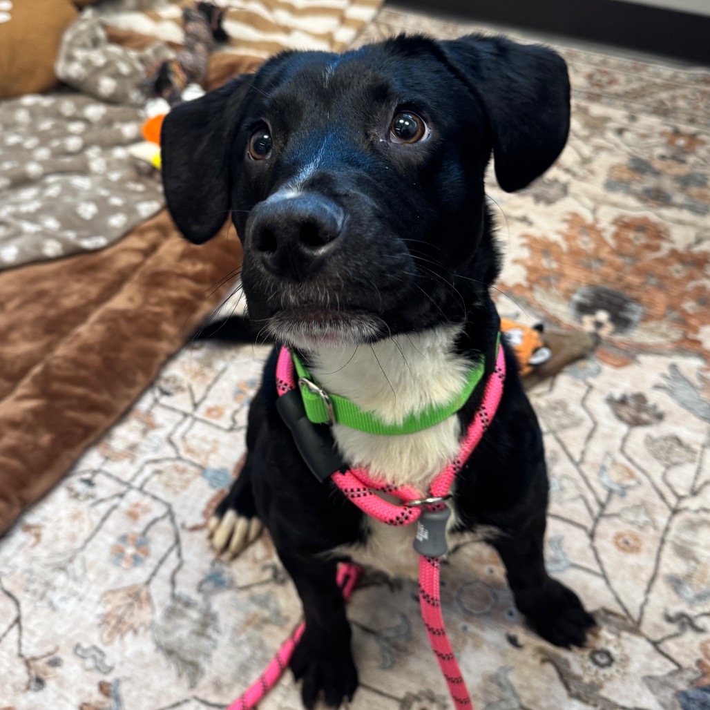 GRU - Mixed Breed (Medium) available for adoption