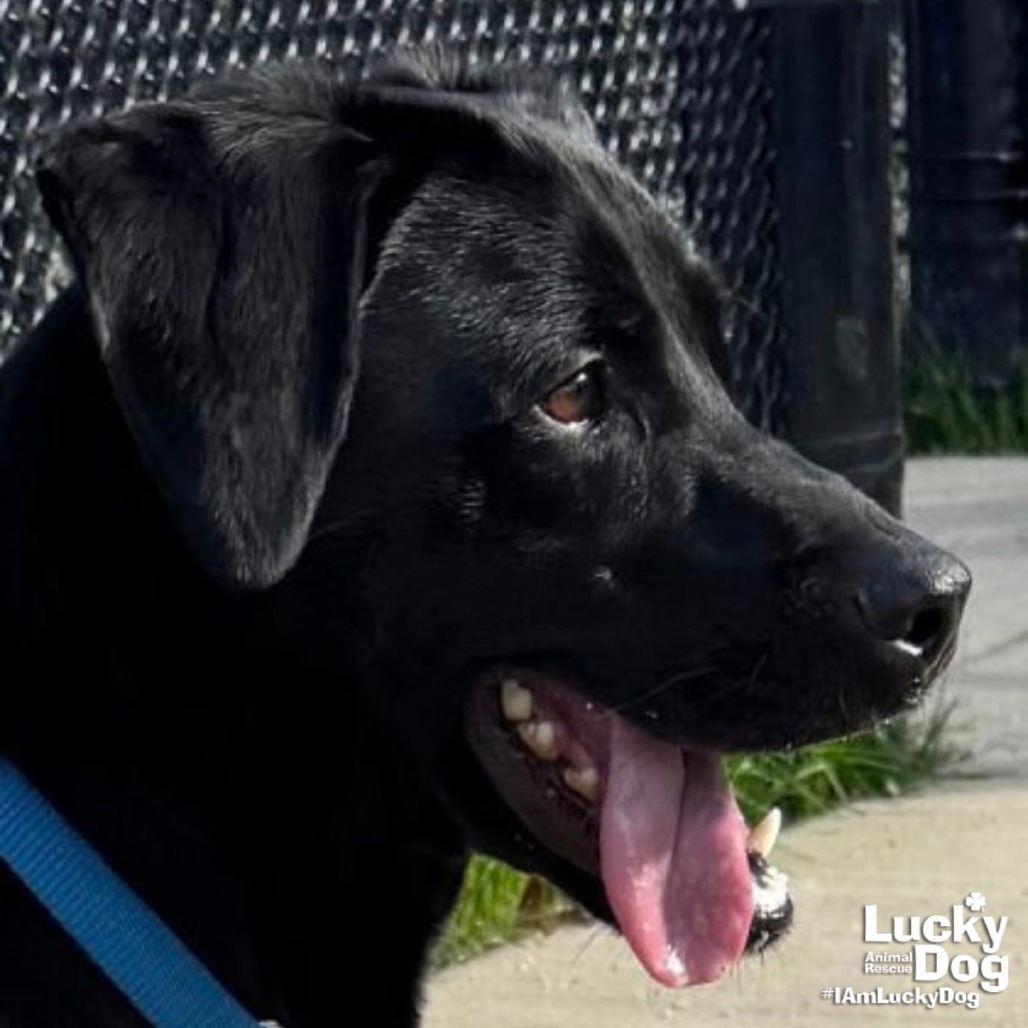 ISLAND - Retriever / Labrador available for adoption