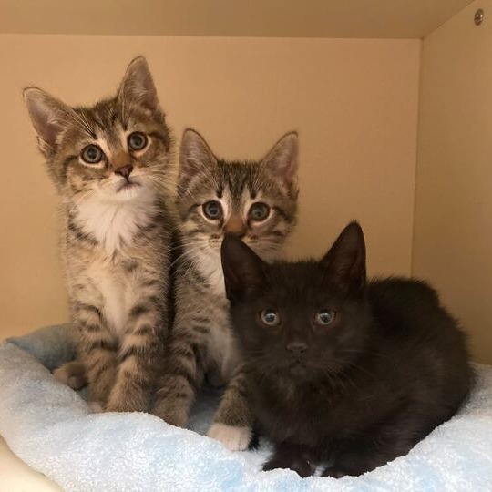 EVERLAYNE - Domestic Shorthair available for adoption
