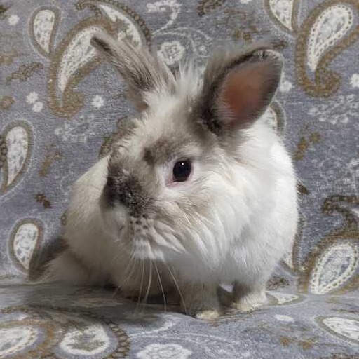 SKIPLOOM - Lionhead available for adoption