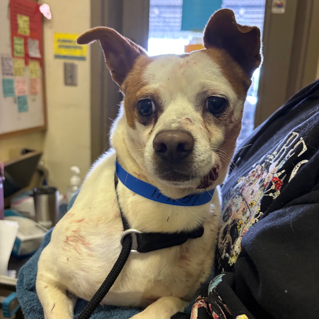 Chihuahua