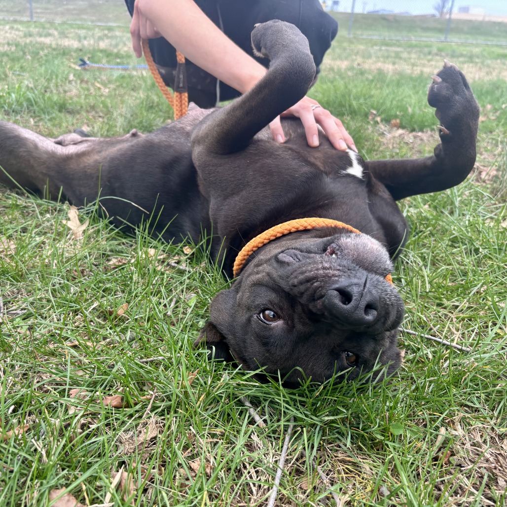 Triss — thumbnail 5