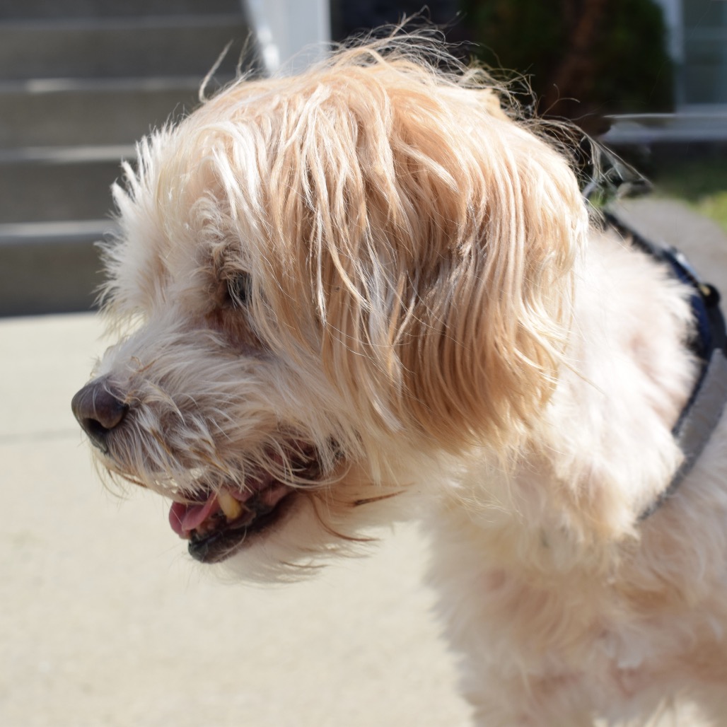 Crouton (Jelani), photo 8