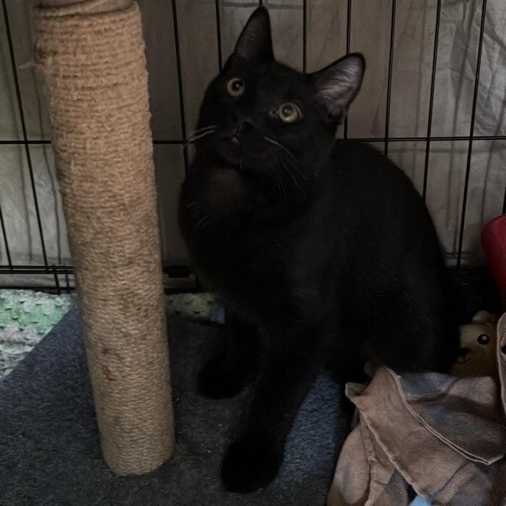 BLACKJACK- AT PETSMART MADISON EAST - Domestic Shorthair available for adoption