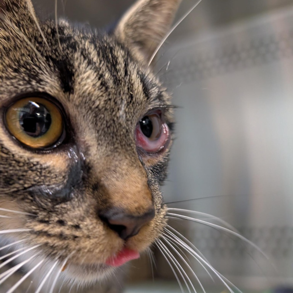 BUBBIE - Domestic Shorthair available for adoption