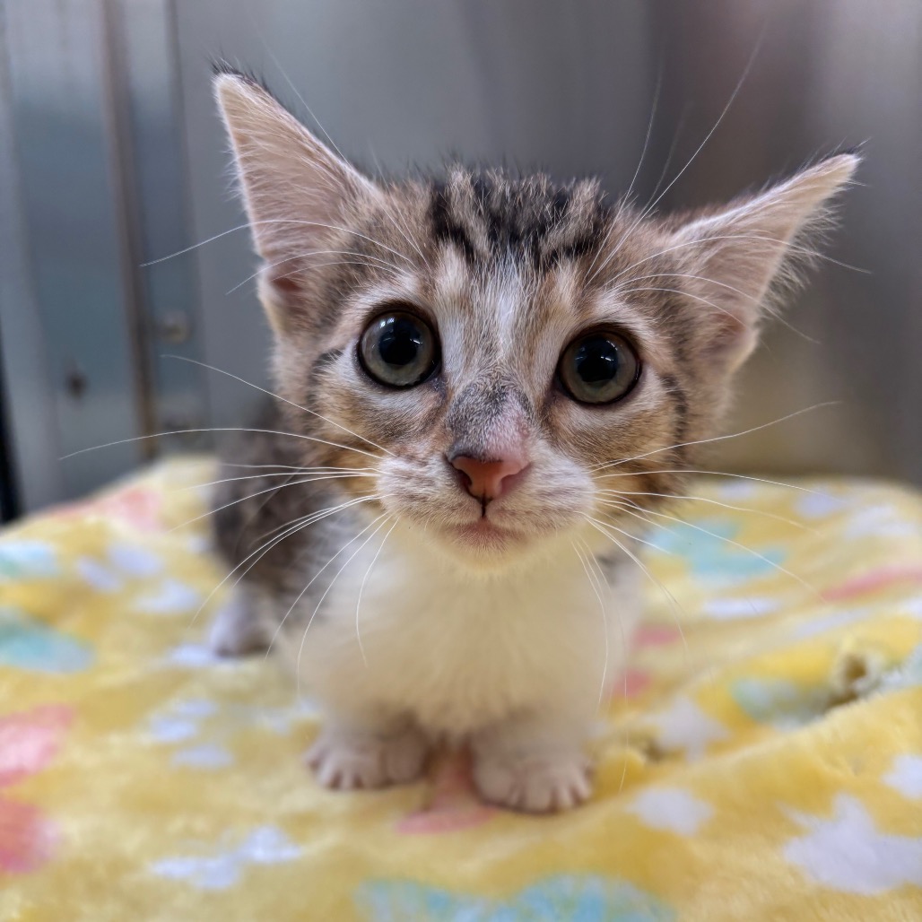 Photo of Rio, a cat adopted from Gulf Coast Humane Society