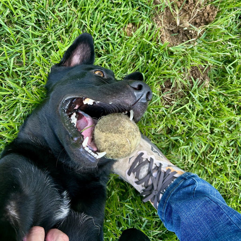 Jet, photo 9
