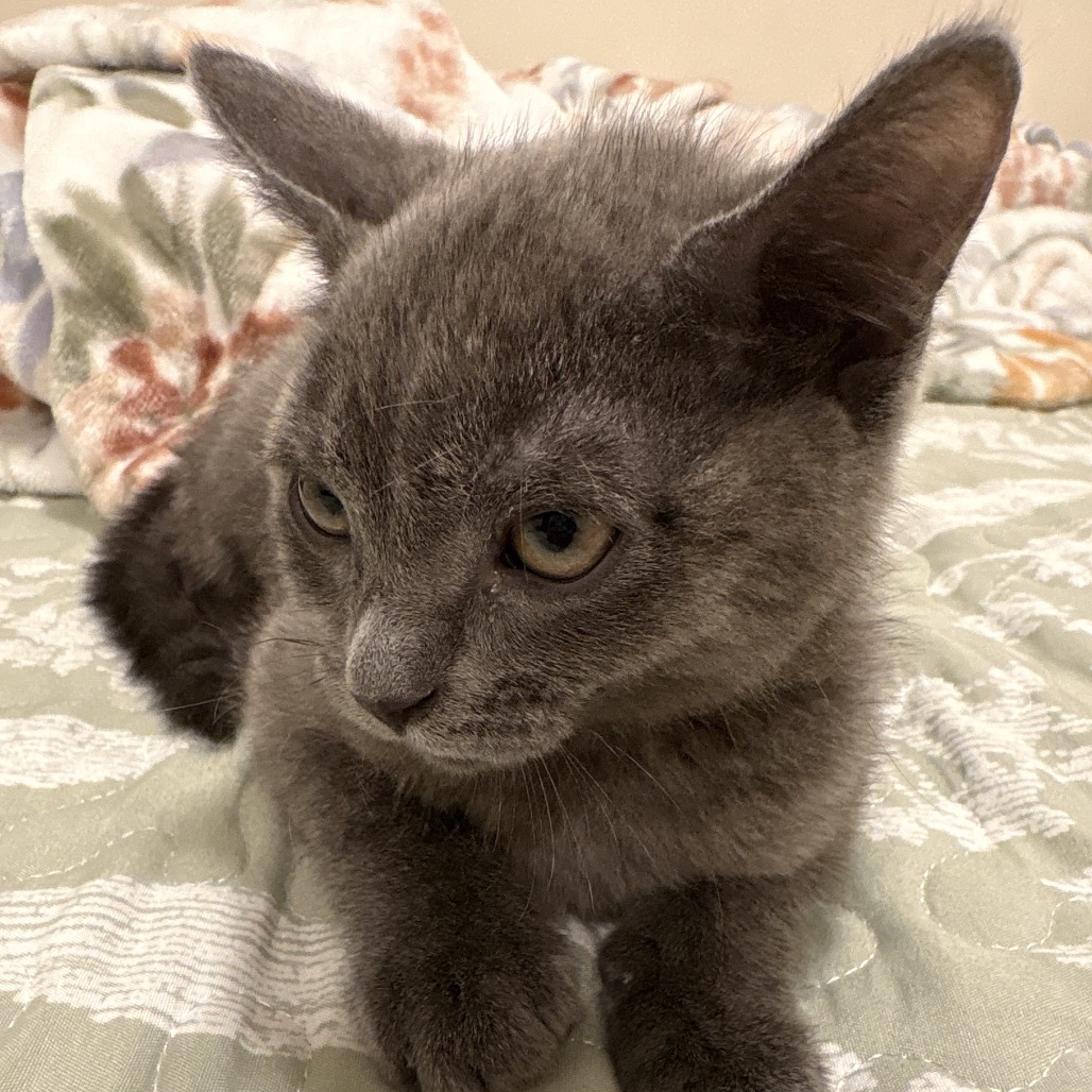 BEAN - Domestic Shorthair available for adoption