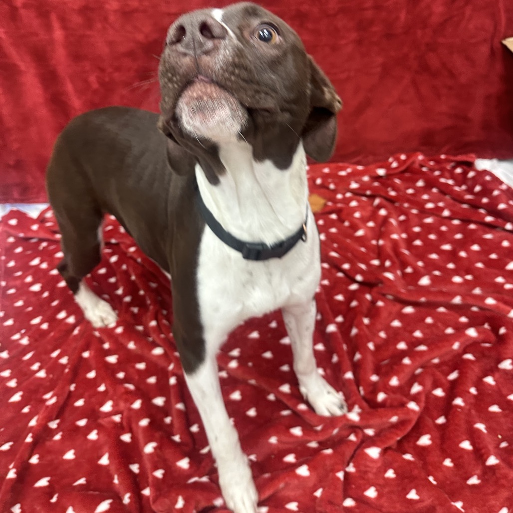 Padme — thumbnail 4