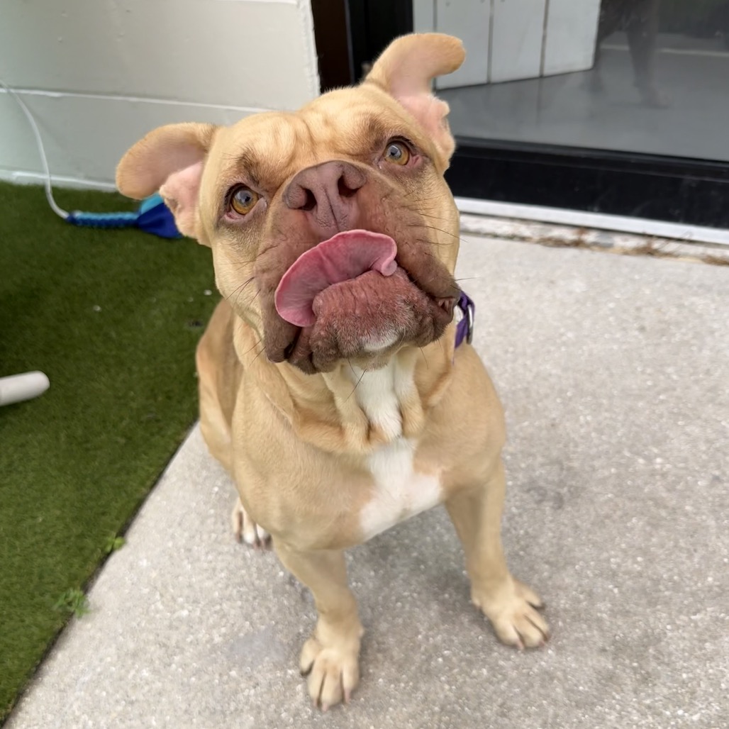 Rufus, photo 2