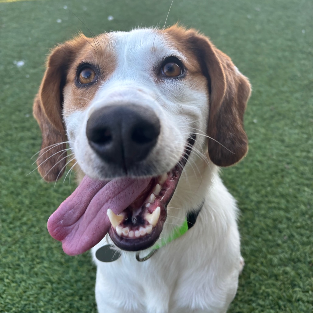 CUTIE GIRL - Hound available for adoption