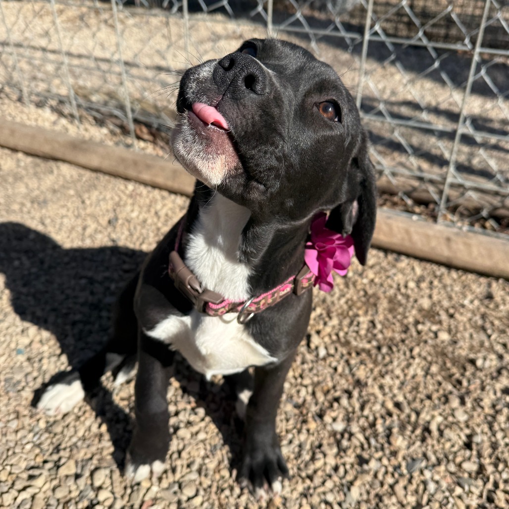 Violet is available for adoption at Shelter From the Storm Animal Rescue