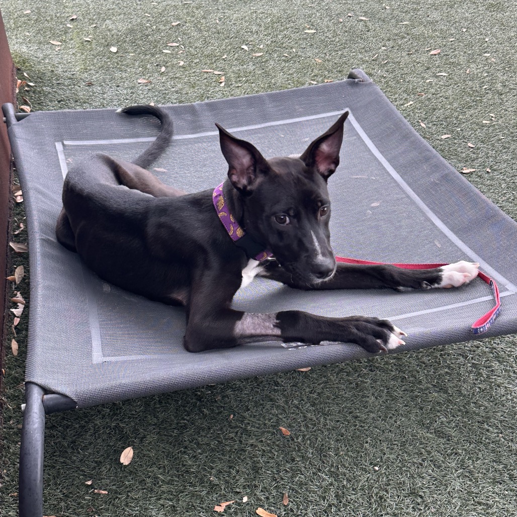 Keke — thumbnail 8