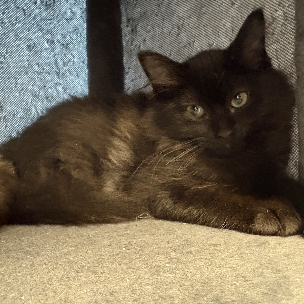 SWIPER - Domestic Medium Hair available for adoption