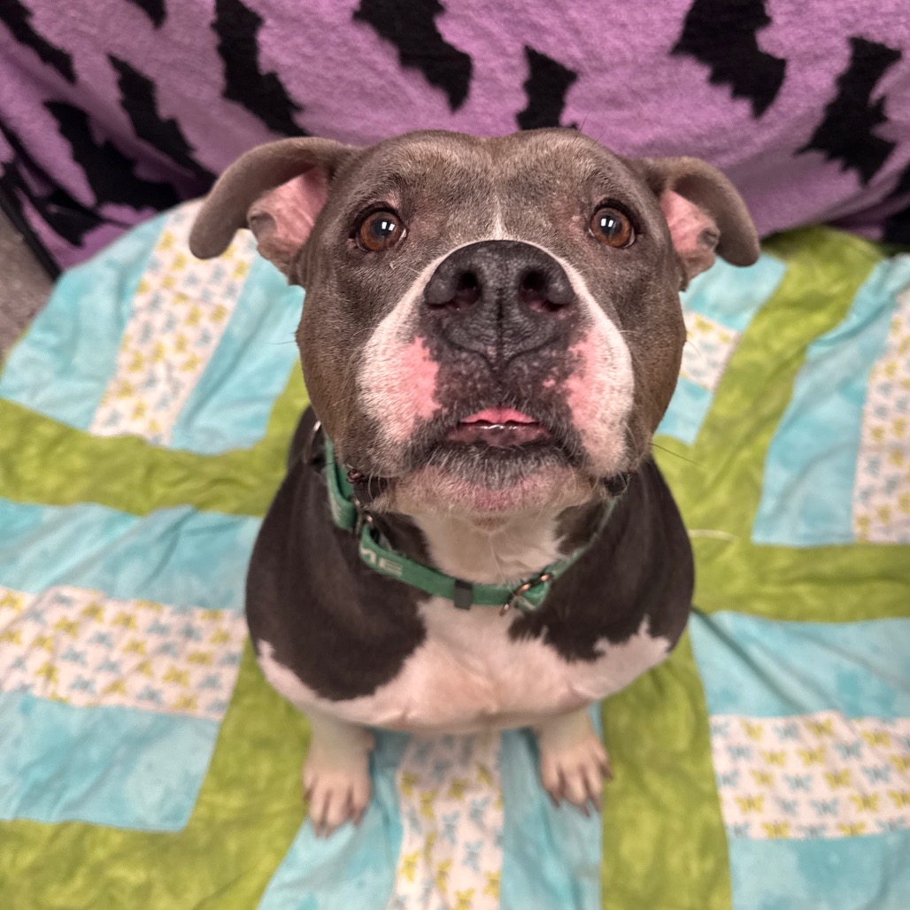 LULU - Terrier / Pit Bull available for adoption