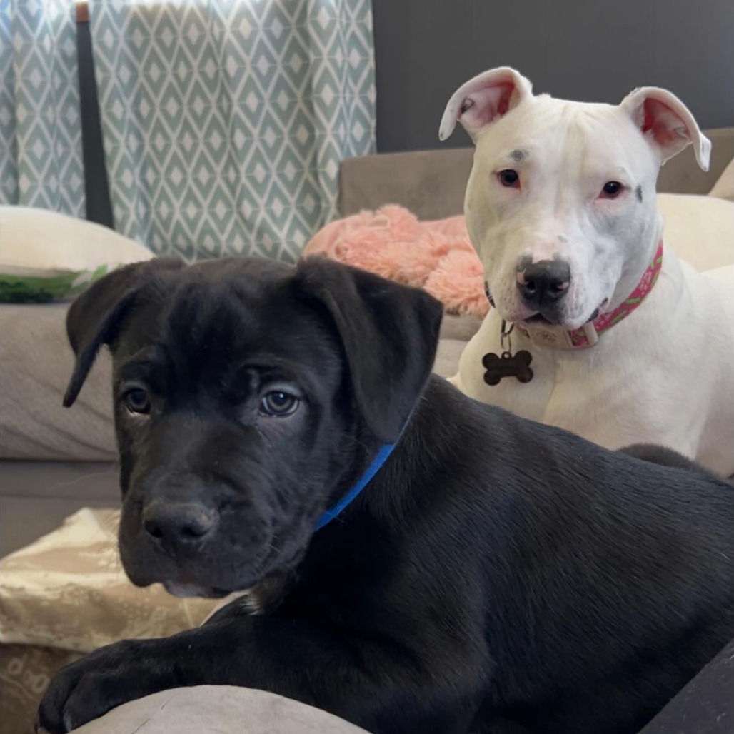 Beef Cake — thumbnail 3