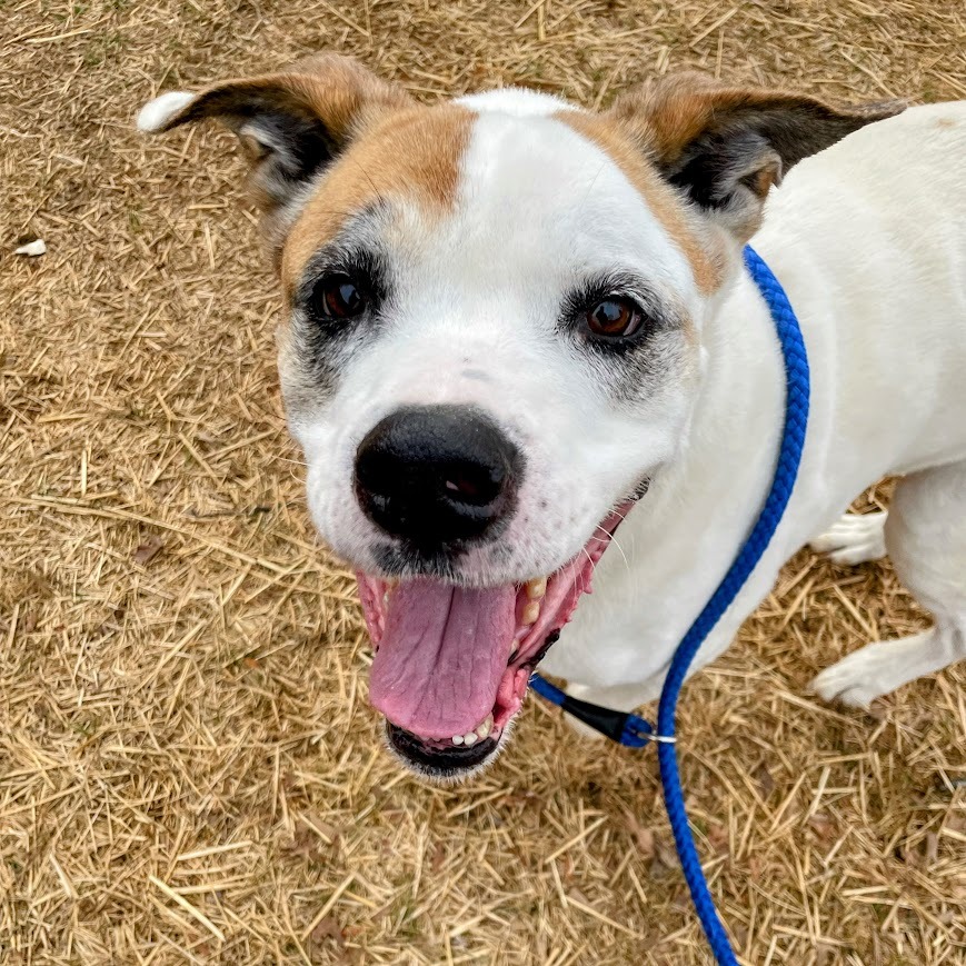 Popeye — thumbnail 3