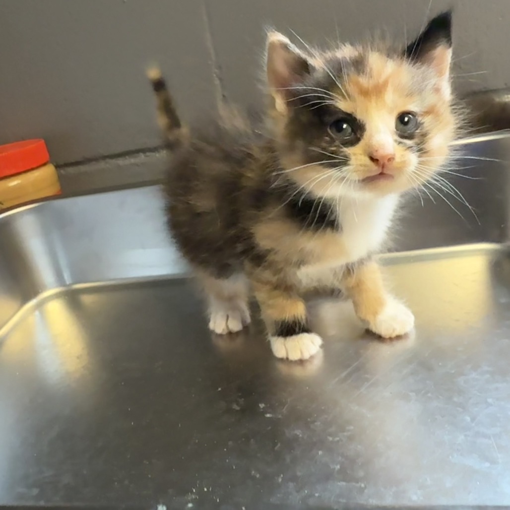 Tusc Stray 84597 2