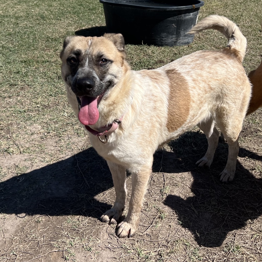 Tropicana, available for adoption at PVAS