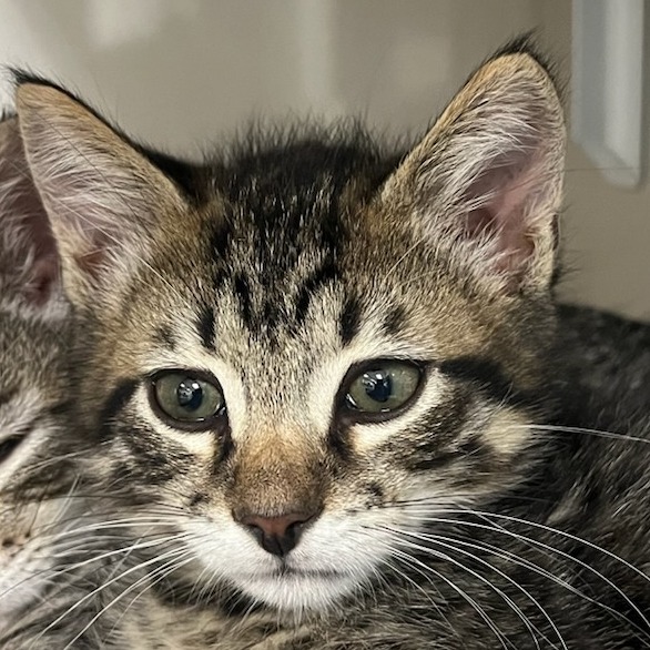 Leighton (aqua collar) - Domestic Shorthair