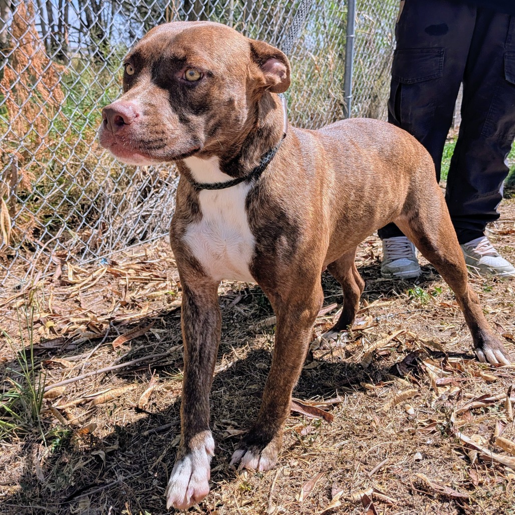 LEYLA - Terrier / American Staffordshire available for adoption