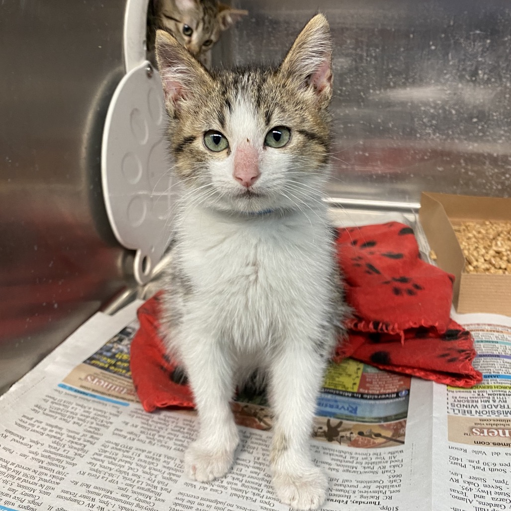 Mac Attack , available for adoption at PVAS