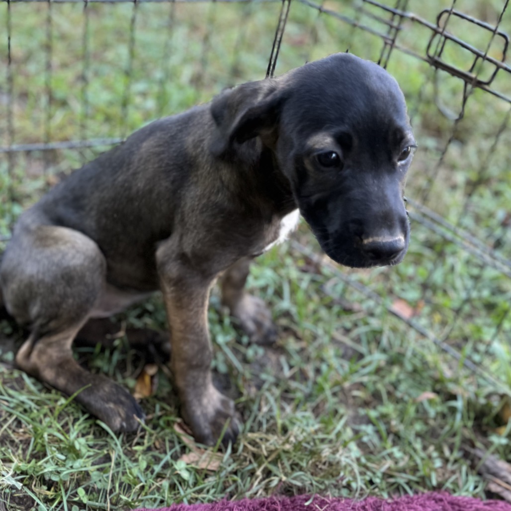 ALPHARETTA - Samira, photo 8