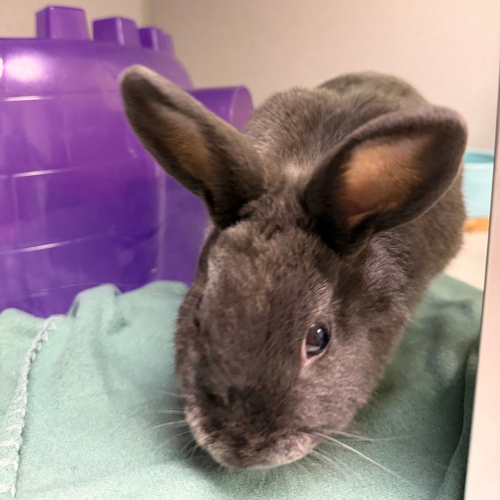 Photo of Clover 3
