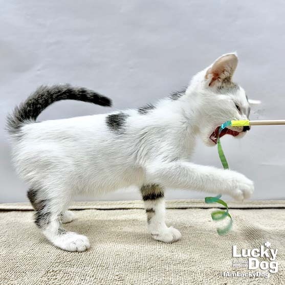 OBI WAN - Domestic Shorthair available for adoption